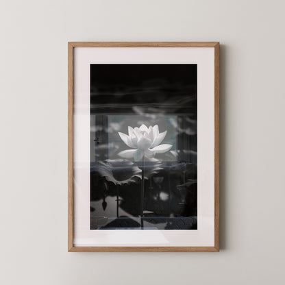 Lotusblüte Schwarzweiß Fotografie