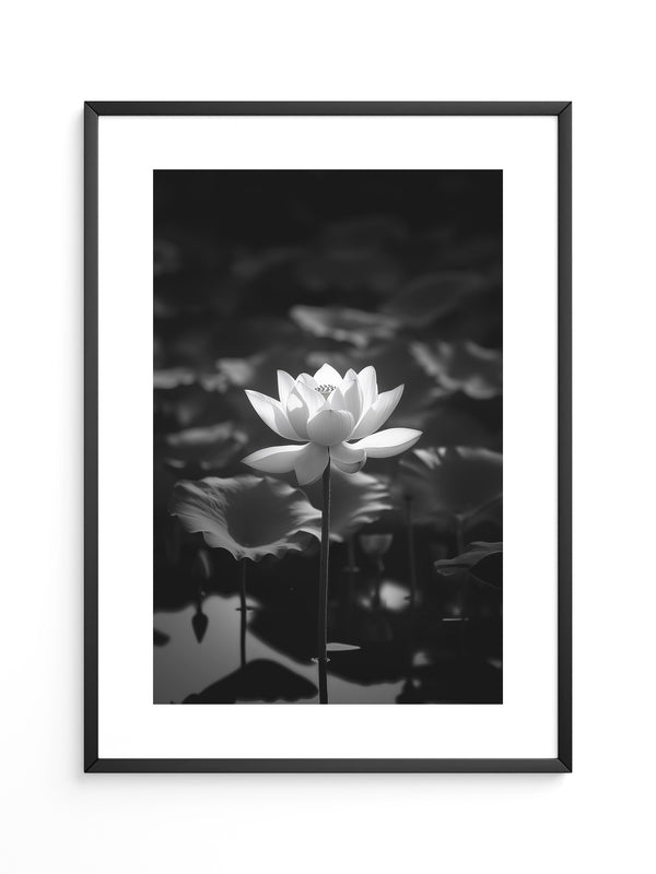 Lotusblüte Schwarzweiß Fotografie