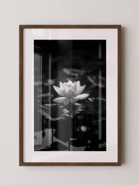 Lotusblüte Schwarzweiß Fotografie
