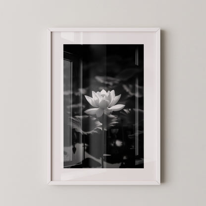 Lotusblüte Schwarzweiß Fotografie