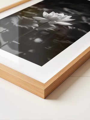 Lotusblüte Schwarzweiß Fotografie