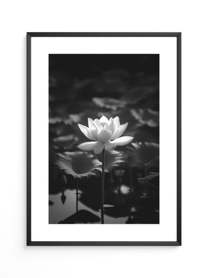 Lotusblüte Schwarzweiß Fotografie