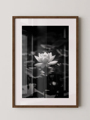 Lotusblüte Schwarzweiß Fotografie