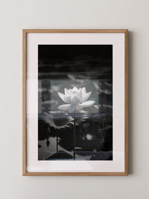 Lotusblüte Schwarzweiß Fotografie