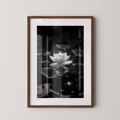 Lotusblüte Schwarzweiß Fotografie
