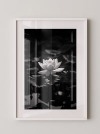 Lotusblüte Schwarzweiß Fotografie