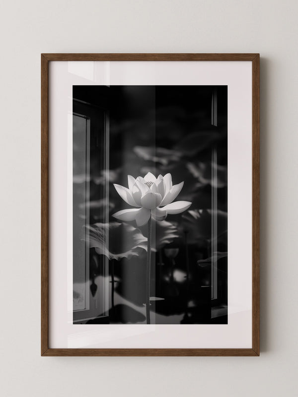 Lotusblüte Schwarzweiß Fotografie