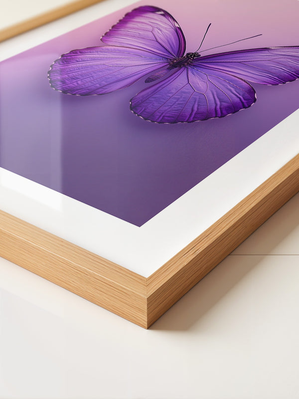 Schmetterling Lila Symmetrie