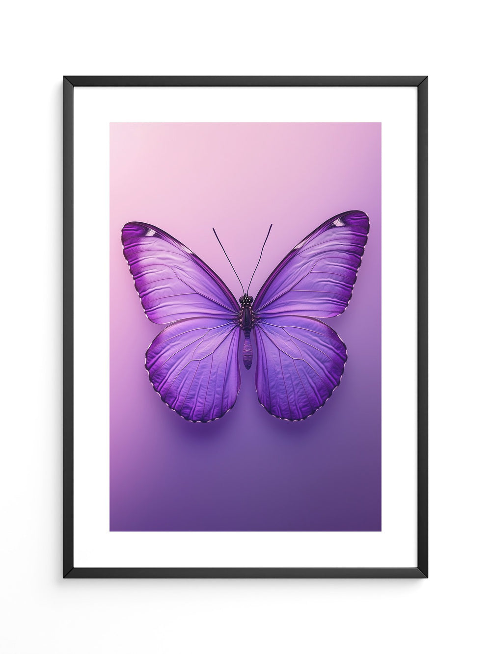 Schmetterling Lila Symmetrie