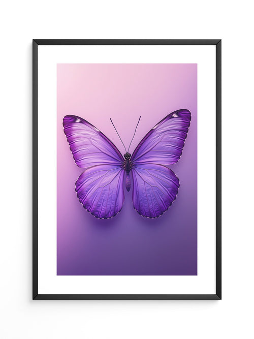 Schmetterling Lila Symmetrie