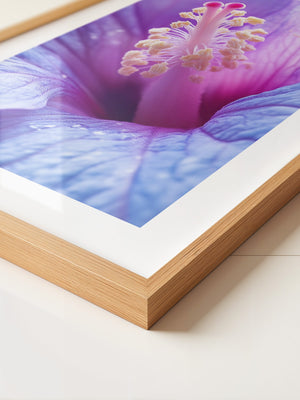 Hibiskus Blüte Makro lila