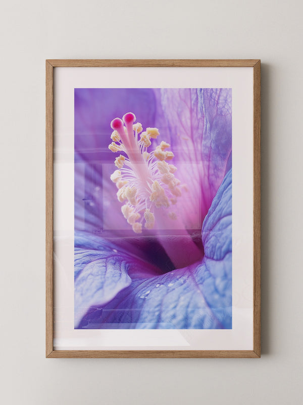 Hibiskus Blüte Makro lila