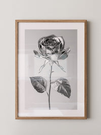 Silberne Rose glänzend