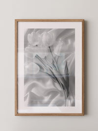 Weiße Tulpen Seide