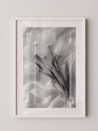 Weiße Tulpen Seide