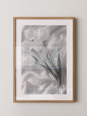 Weiße Tulpen Seide