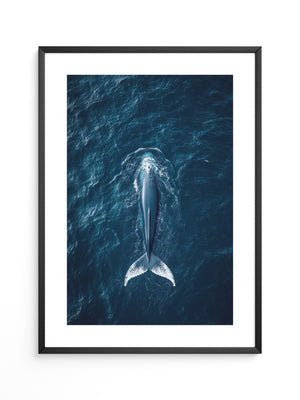 Wal im Ozean Draufsicht