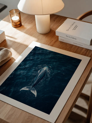 Wal im Ozean Draufsicht