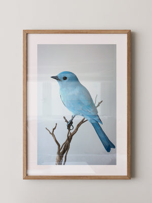 Blauer Vogel auf Zweig