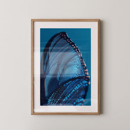 Schmetterlingsflügel Blau Makro