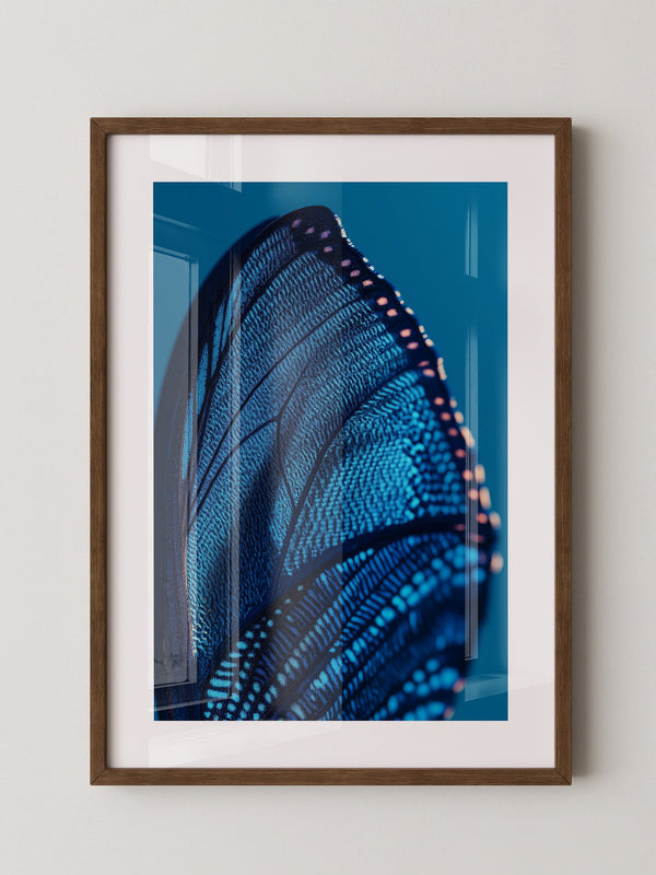 Schmetterlingsflügel Blau Makro