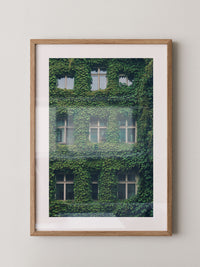 Fenster Fassade grün bewachsen