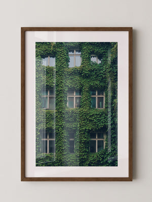 Fenster Fassade grün bewachsen