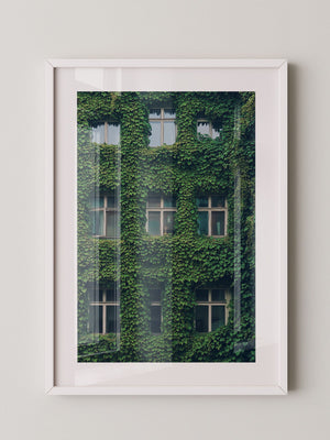 Fenster Fassade grün bewachsen
