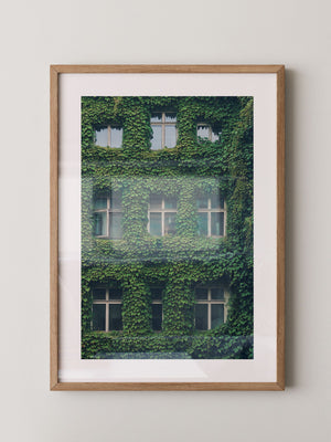 Fenster Fassade grün bewachsen