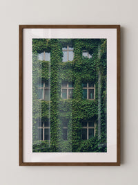 Fenster Fassade grün bewachsen