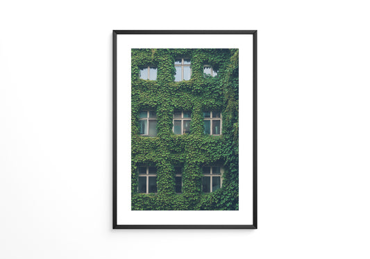 Fenster Fassade grün bewachsen