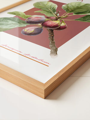 Feigenzweig Botanisch Rötlich