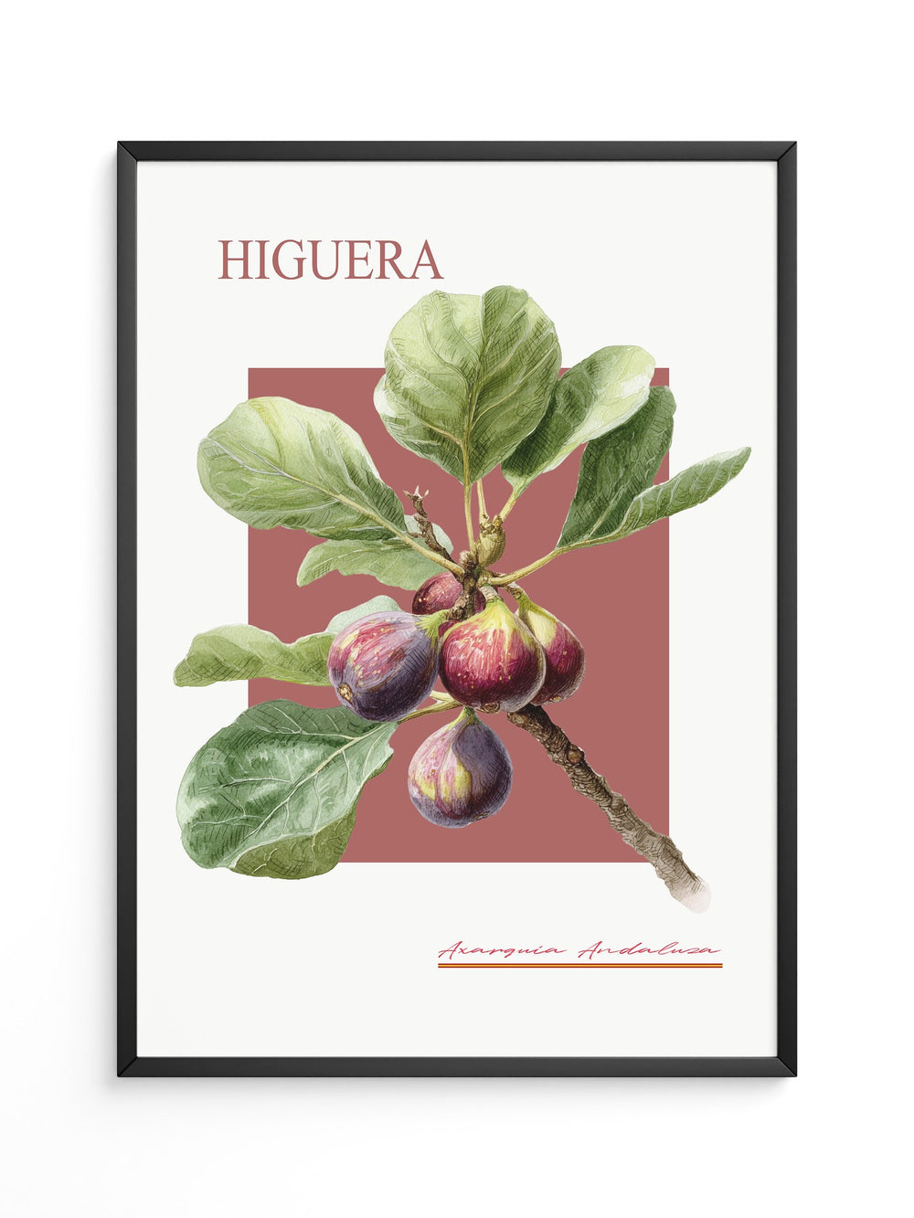 Feigenzweig Botanisch Rötlich
