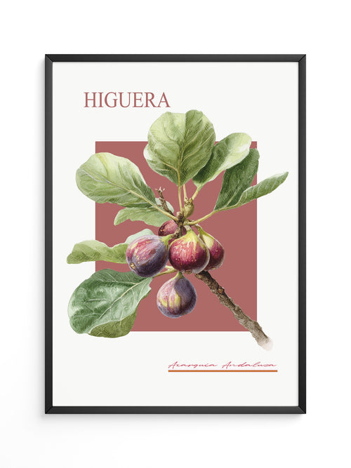 Feigenzweig Botanisch Rötlich