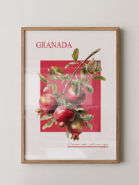 Granatapfel Zweig Rot Hintergrund