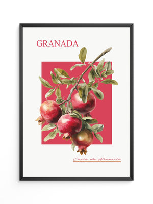 Granatapfel Zweig Rot Hintergrund