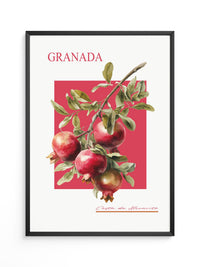 Granatapfel Zweig Rot Hintergrund