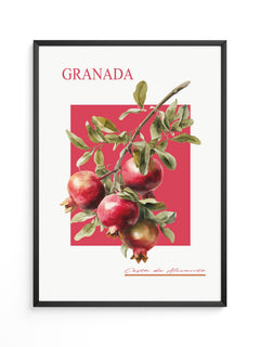 Granatapfel Zweig Rot Hintergrund