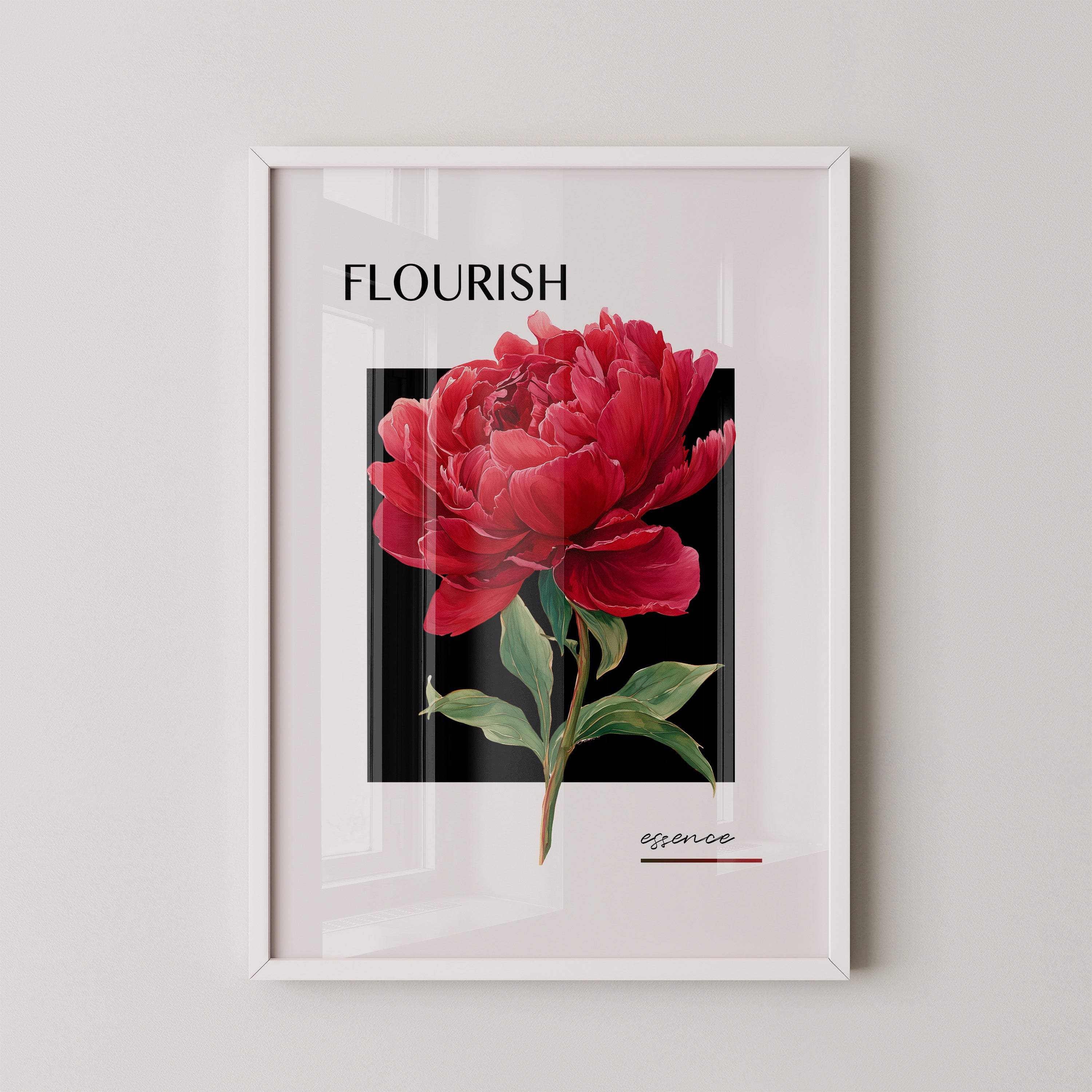 Rote Pfingstrose Schwarz Kontrast