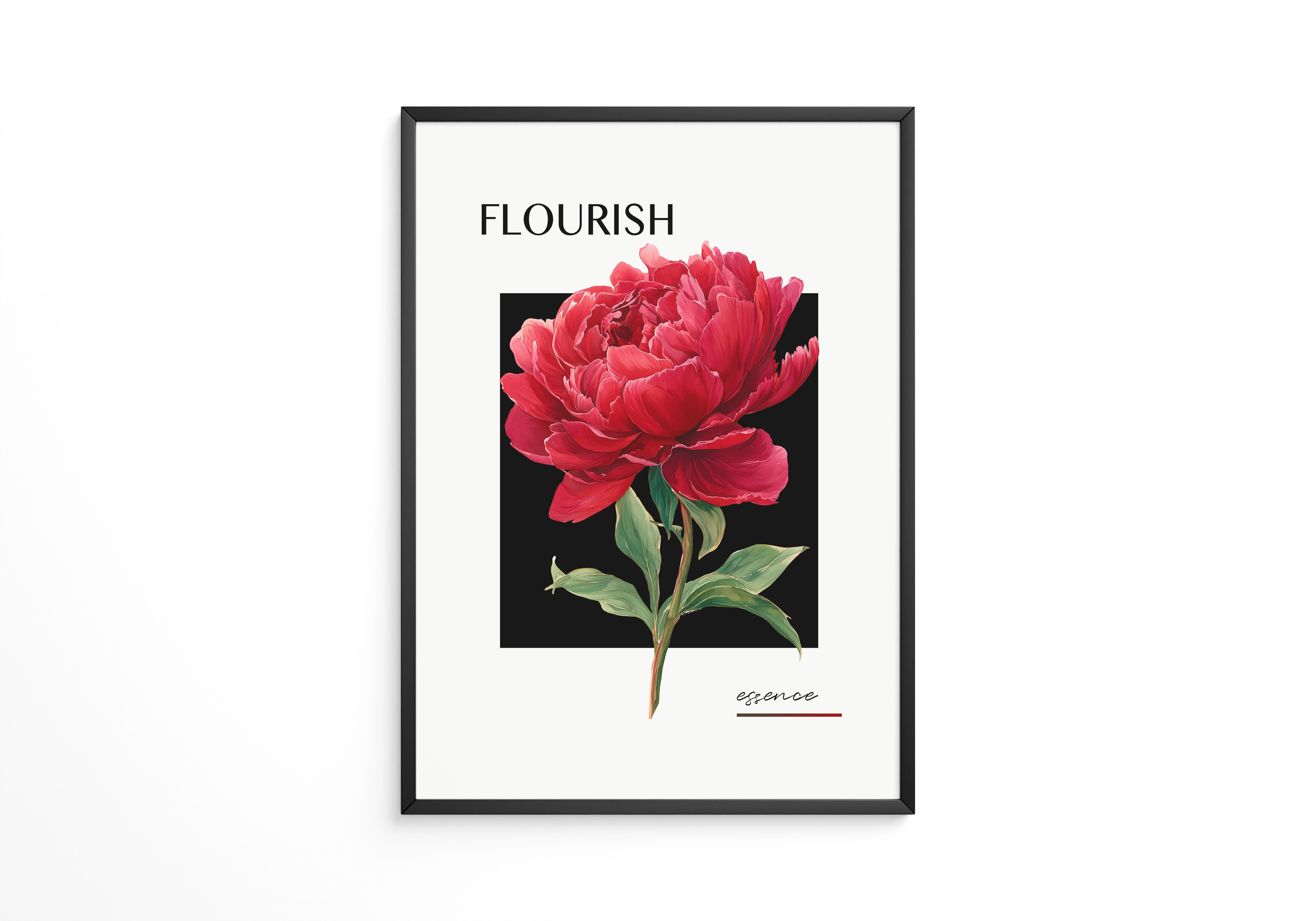 Rote Pfingstrose Schwarz Kontrast