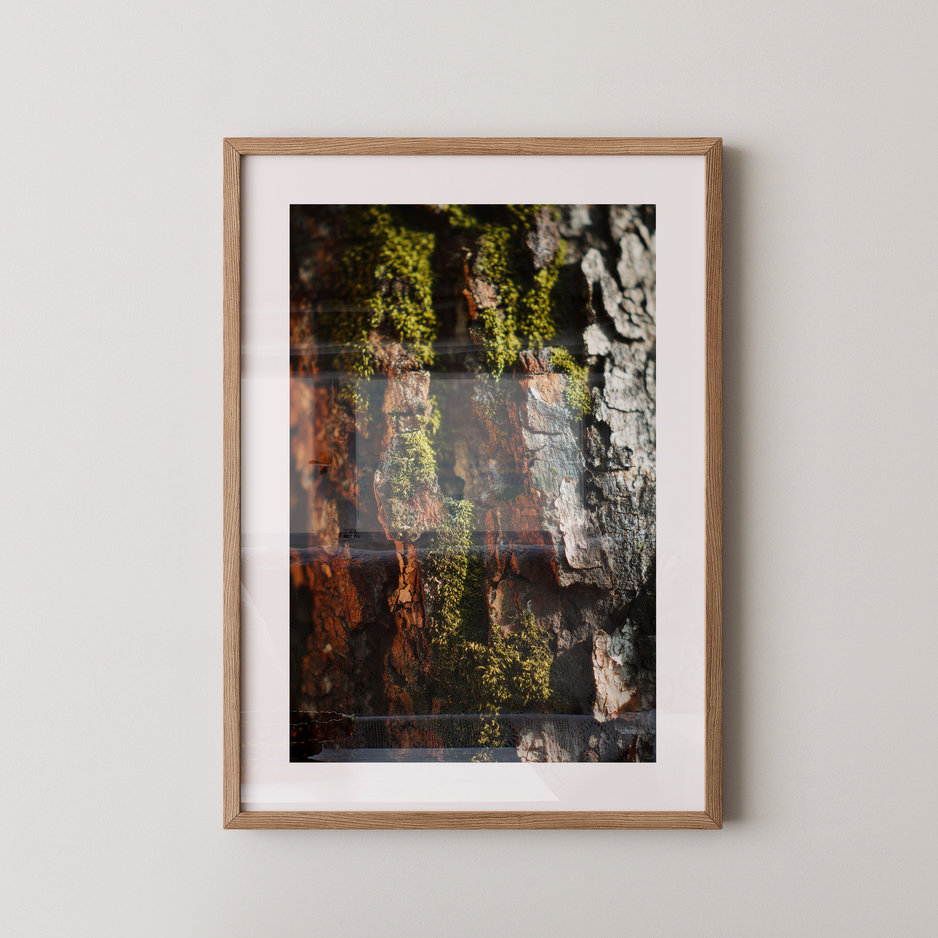 Baumrinde Moos Makroaufnahme