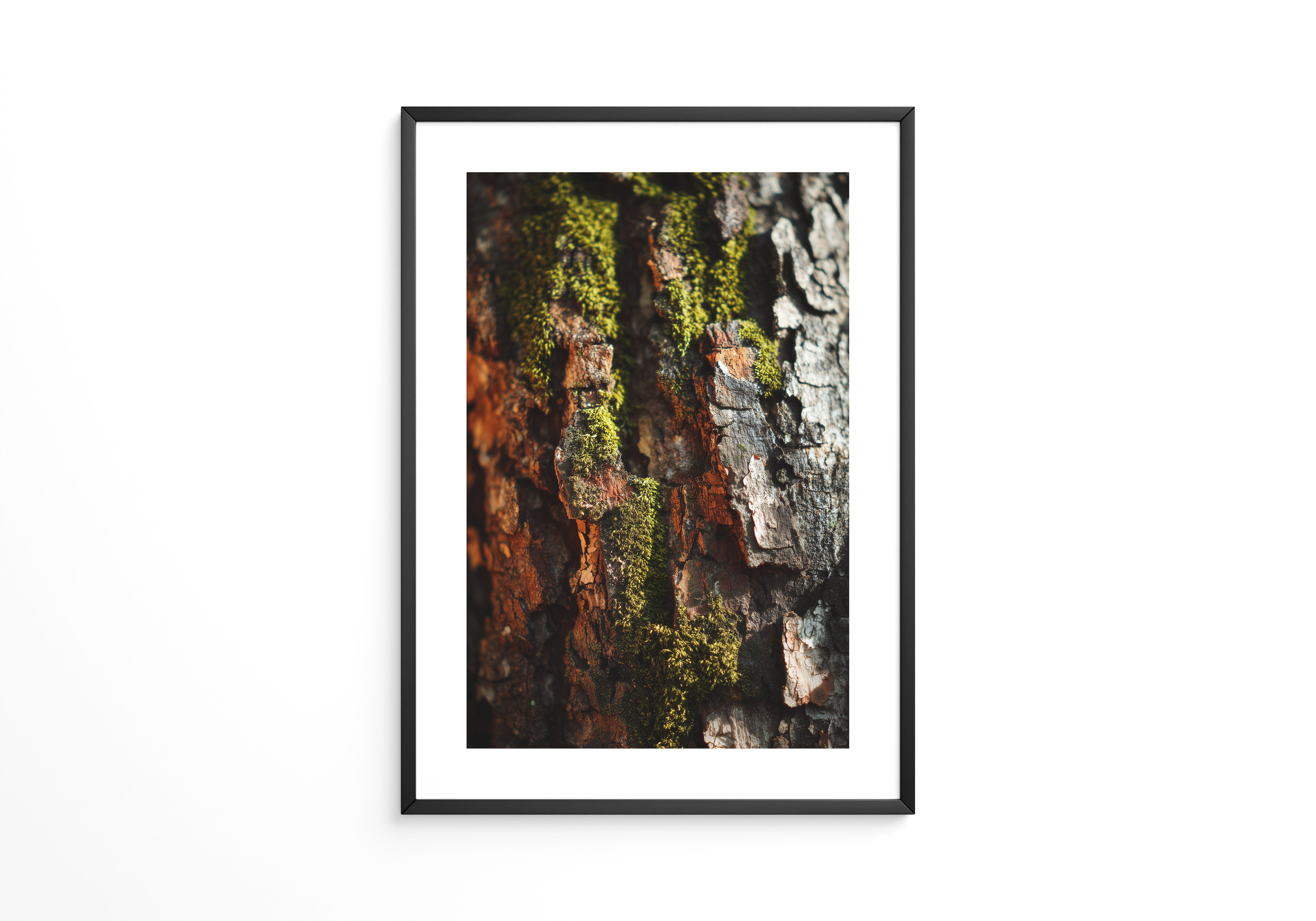 Baumrinde Moos Makroaufnahme