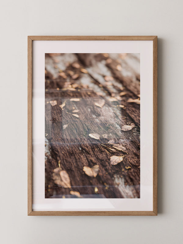 Herbstblätter Holz Nahaufnahme