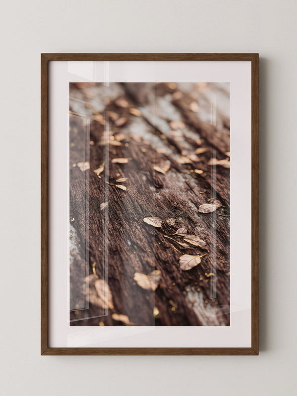 Herbstblätter Holz Nahaufnahme