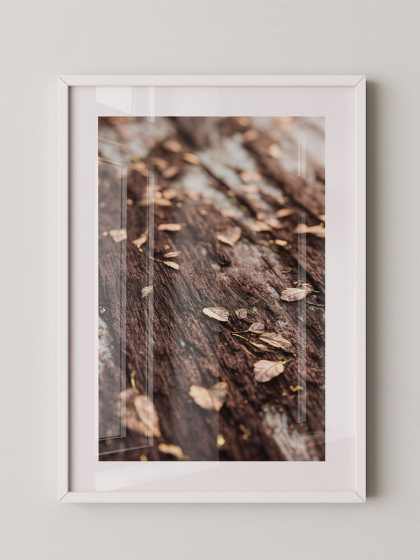 Herbstblätter Holz Nahaufnahme