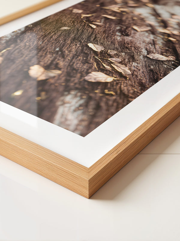 Herbstblätter Holz Nahaufnahme