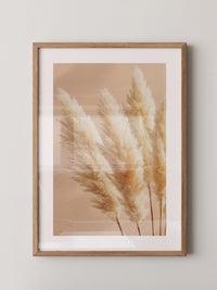 Pampasgras Beige Textur