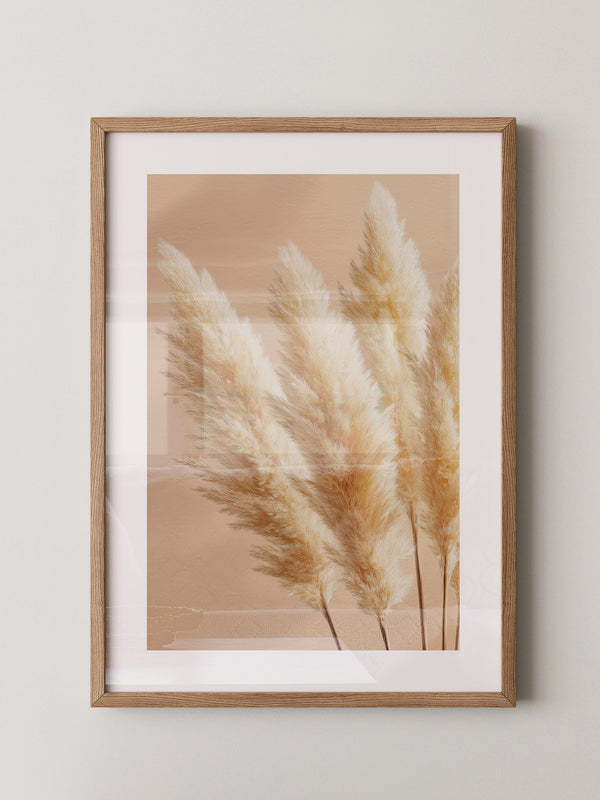 Pampasgras Beige Textur
