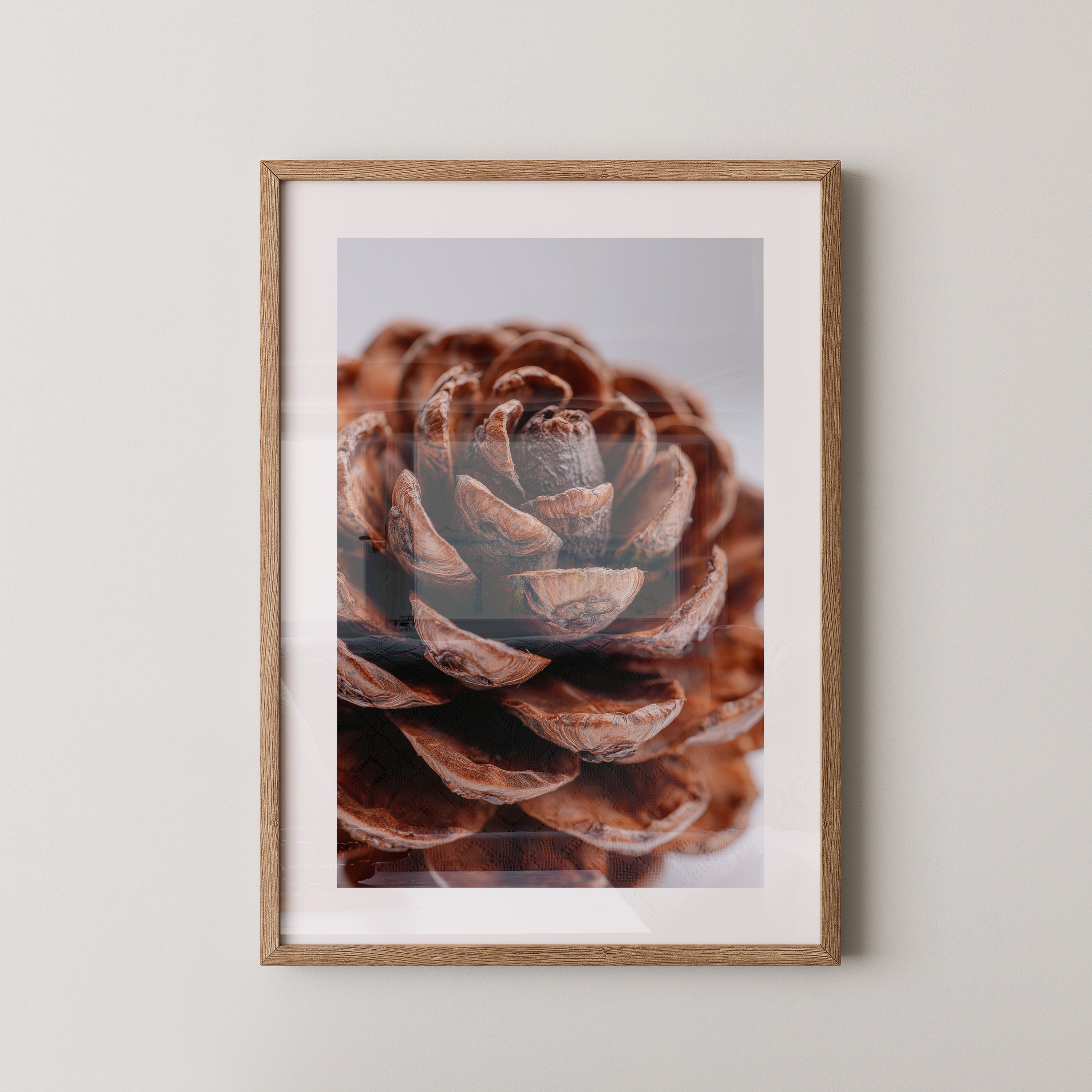 Zapfen Nahaufnahme Holzstruktur