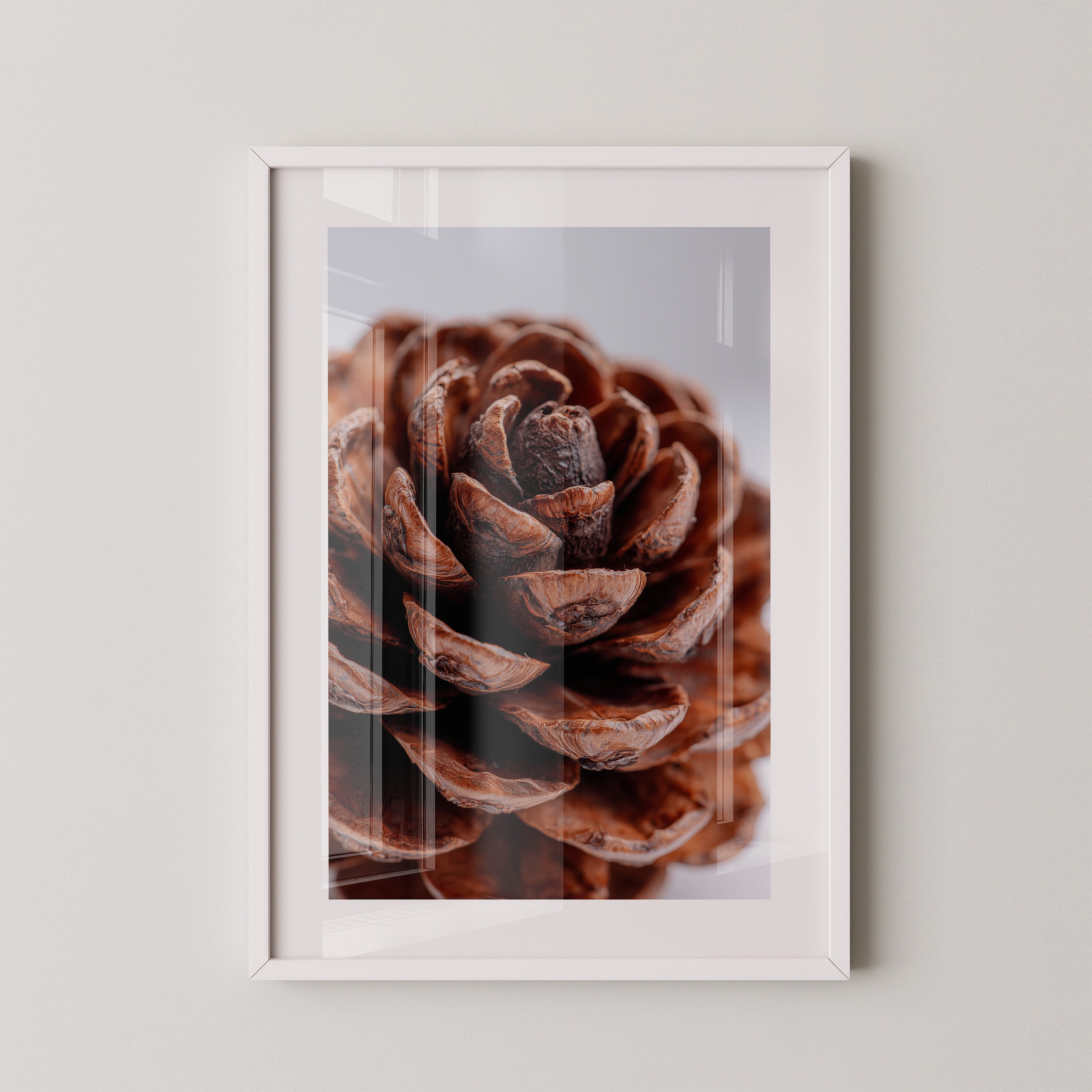 Zapfen Nahaufnahme Holzstruktur